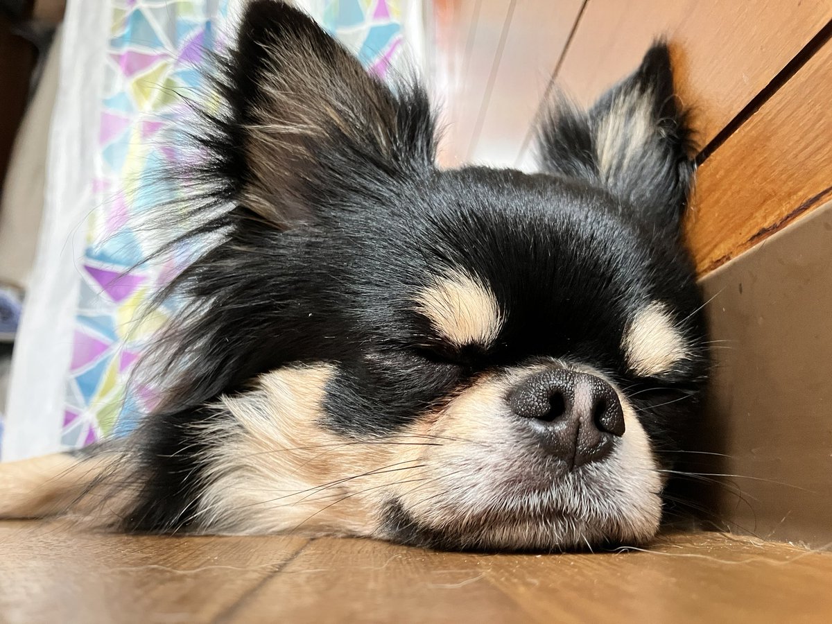 この口の形が大福みたいで大好き https://t.co/XNXVLj1PYq