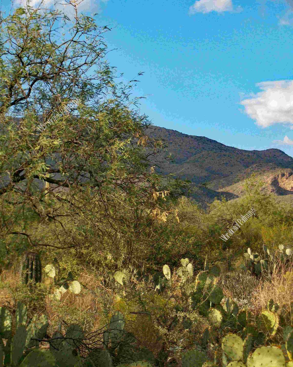 RobieJean1's tweet photo. Lazy Afternoon in the Sonoran Desert, Tucson Arizona https://t.co/U8xFV5h7o0 #sonoranDesert #photography #nature #landscapeScenery #valley #mountain #desertLandscape #tree #blueSky #mysticVenturesPhotos https://t.co/4cIKfDNOQk