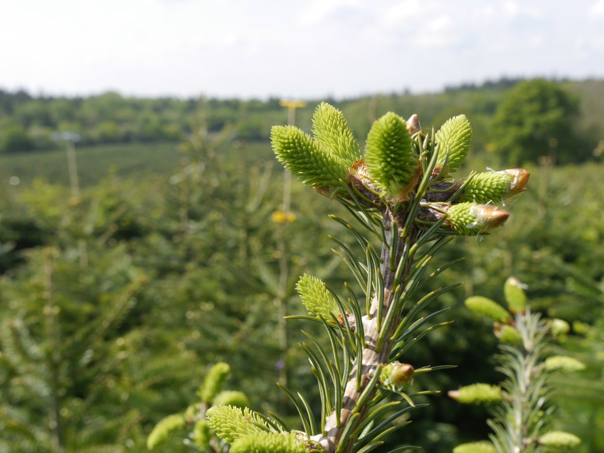 Needlefresh Direct tweet media