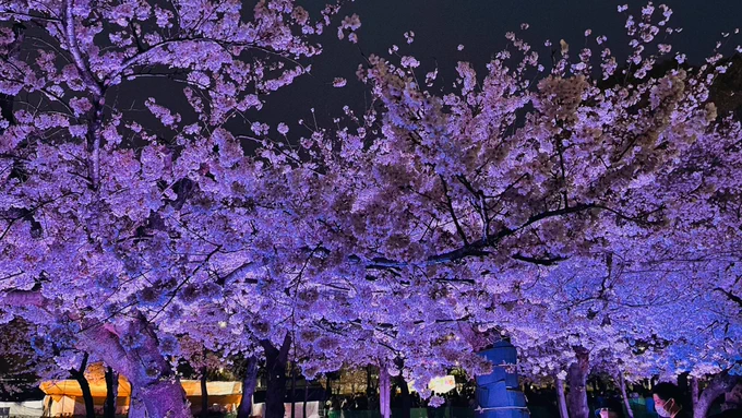 色々立て込んでいて心の疲れが限界だったので昨日今日突発で名古屋桜一人旅に行って帰って来た!物凄く元気になった名古屋城の昼桜・鶴舞公園夜桜・電波塔のプロジェクションマッピングの桜・満天名古屋の上映前の桜映像(撮影OKのもの)…満開&晴れのタイミングに行けて本当に良かった! 