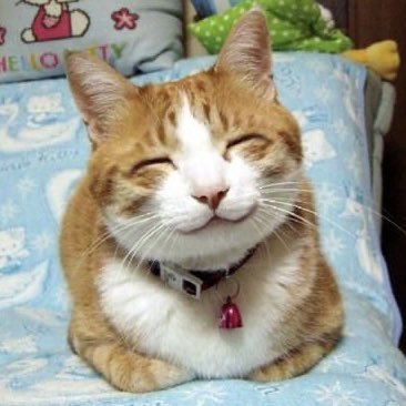 KISSYJEONS's tweet photo. baby angel cat https://t.co/9XFt6BoWjM
