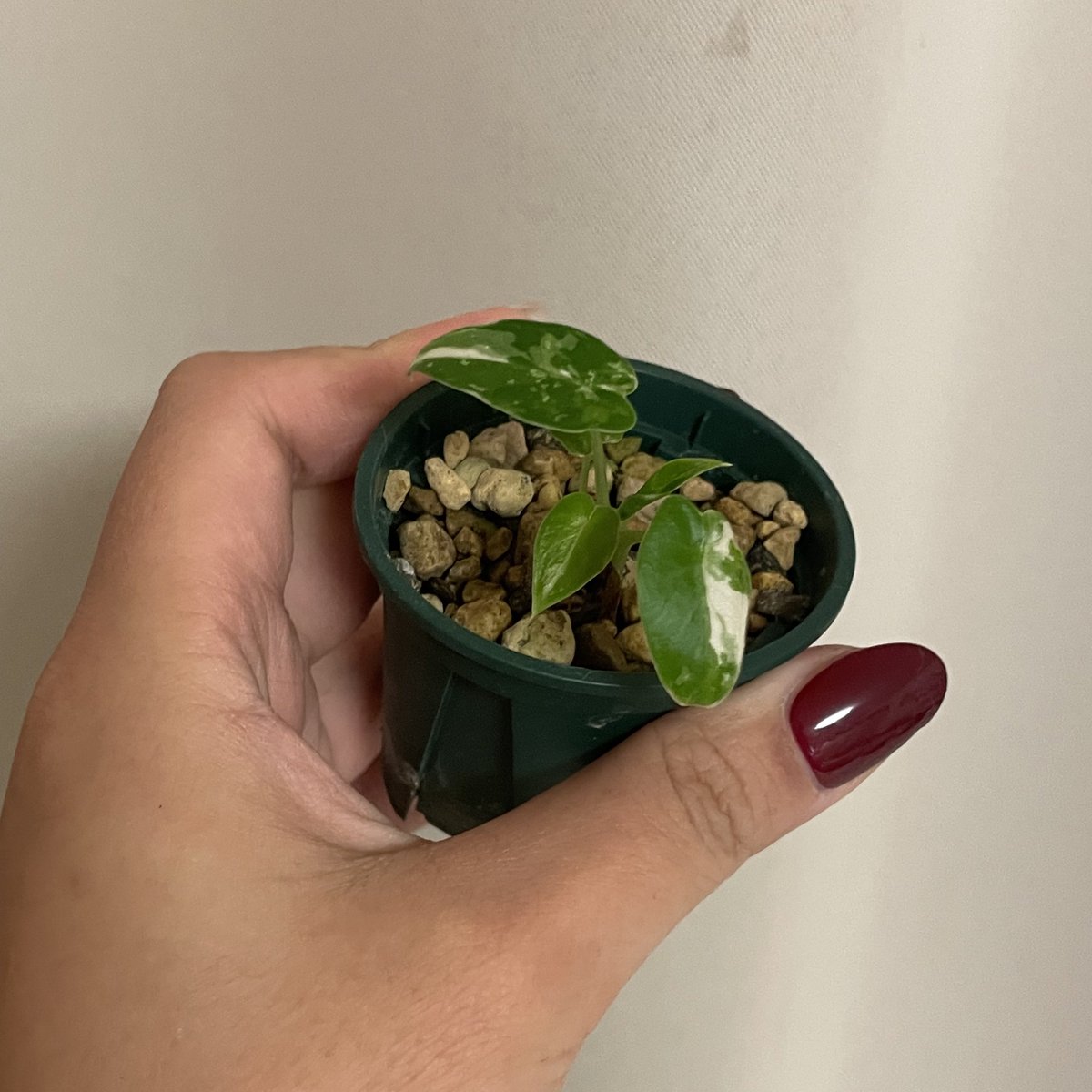 식목일 RT 이벤트 진행합니다. 

당첨발표 4월 5일 입니다 ~!

안스리움 크리스탈리넘 하이브리드, 안스리움 도라야끼, 알로카시아 오키나와 실버 세가지 한분께 보내드립니다. 

유묘들이에요 🧸