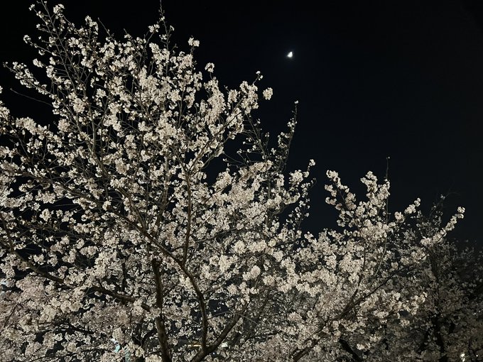 夜桜  まだまだ大丈夫🌸  桜の木下で打ち合わをしてきました♪ https://t.co/OT4GRArI1l<a href="/tag/moca"class="tags"><span>#moca</span></a><a href="/tag/%E7%84%A1%E6%96%99%E6%BC%AB%E7%94%BB"class="tags"><span>#無料漫画</span></a><a href="/tag/%E6%BC%AB%E7%94%BB%E7%84%A1%E6%96%99"class="tags"><span>#漫画無料</span></a><a href="/tag/%E3%83%9E%E3%83%B3%E3%82%AC%E7%84%A1%E6%96%99"class="tags"><span>#マンガ無料</span></a><a href="/tag/%E7%84%A1%E6%96%99%E3%83%9E%E3%83%B3%E3%82%AC"class="tags"><span>#無料マンガ</span></a>