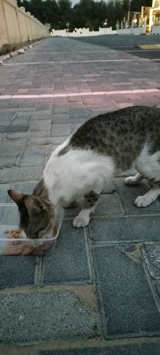 Hunger- is the same for all living beings
#CatsOfTwitter #catsontwittter #straycats #straycatfeeding #shareandsupport #CatsAreFamily #crazycatlady