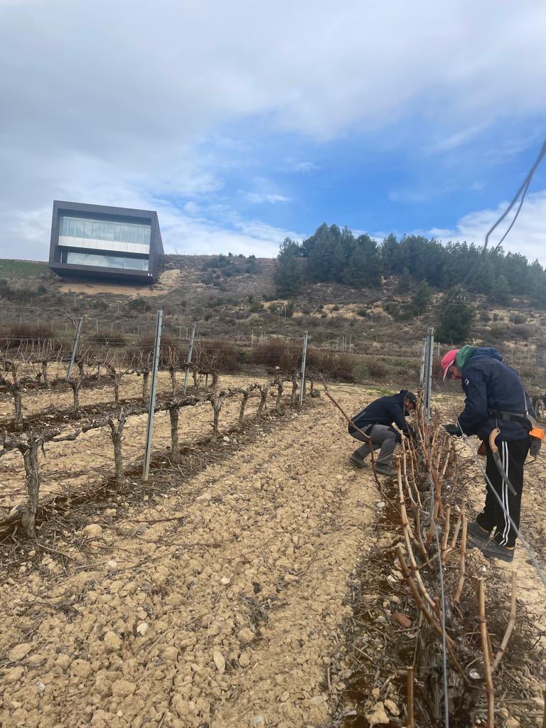 Terminada la labor de poda de la vid, las viñas de <a href="/marquesdeteran/">Marqués de Terán</a>  ya están listas para la primavera. #marquesdeteran #rioja #riojawine #winelover #larioja #lariojaalta #ollauri #ollaurimola #ollauriesvino #experienciateran #experienciateran🍷