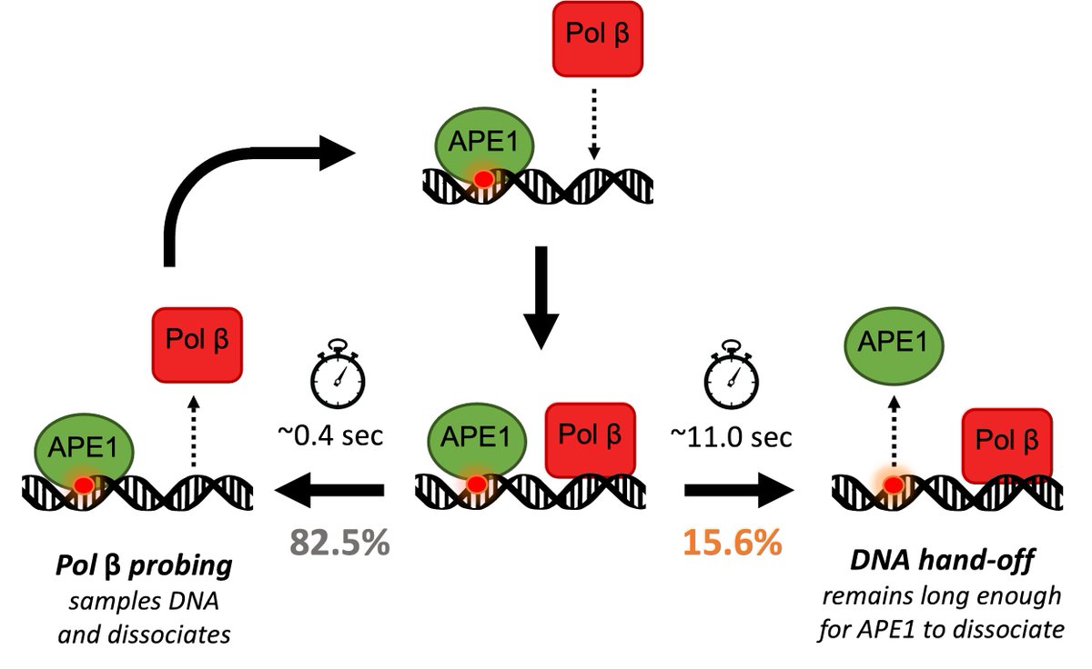 The culmination of <a href="/FairlambMax/">Max Fairlamb🔬🔛🧬</a> thesis work is out <a href="/jbiolchem/">Journal of Biological Chemistry</a>! 🥳

Max built a #smTIRF system to investigate how DNA repair intermediates are passed between APE1 and Pol Beta. It's all about Pol Beta probing for damage. 🙏 <a href="/maria_spies/">Maria Spies, PhD (she/her)</a> <a href="/WashingtonUiowa/">Washington Lab</a>. 

tinyurl.com/BER-choreograp…