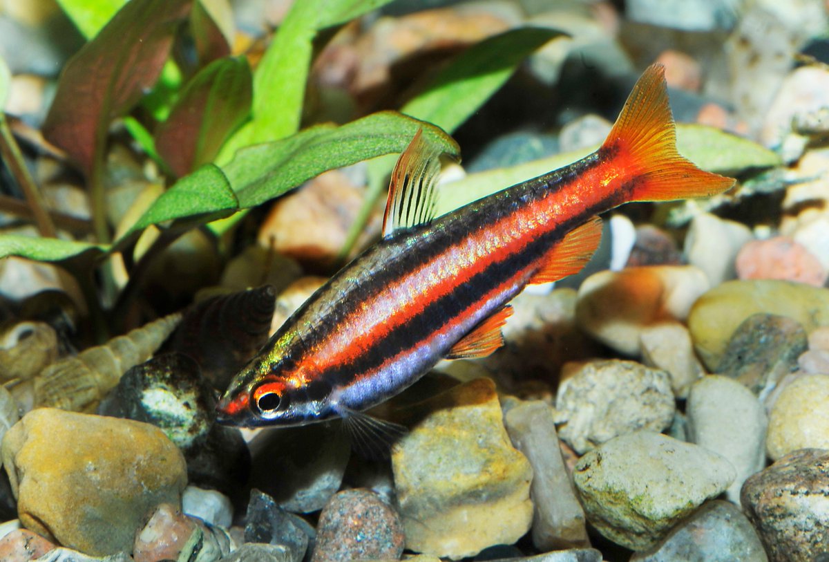 TFHmagazine's tweet photo. Keeping multiple coral red pencilfish? Males tend to get nippy with each other, so it's best to provide lots of hiding places. [https://t.co/V7DKjdu45w
#freshwateraquarium #pencilfish #fishphoto https://t.co/yHjo6vWxXt