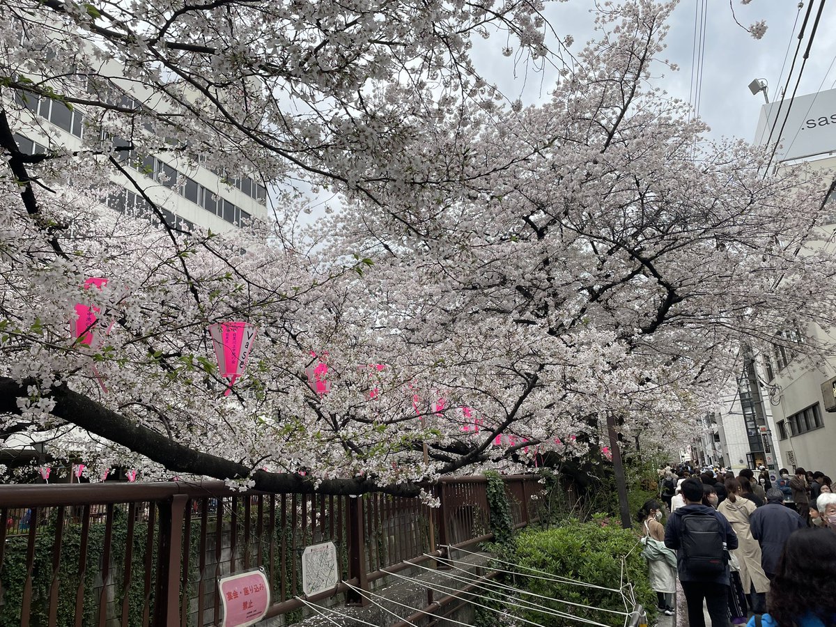 gapingthrowrer's tweet image. Pink trees in japan go brrr