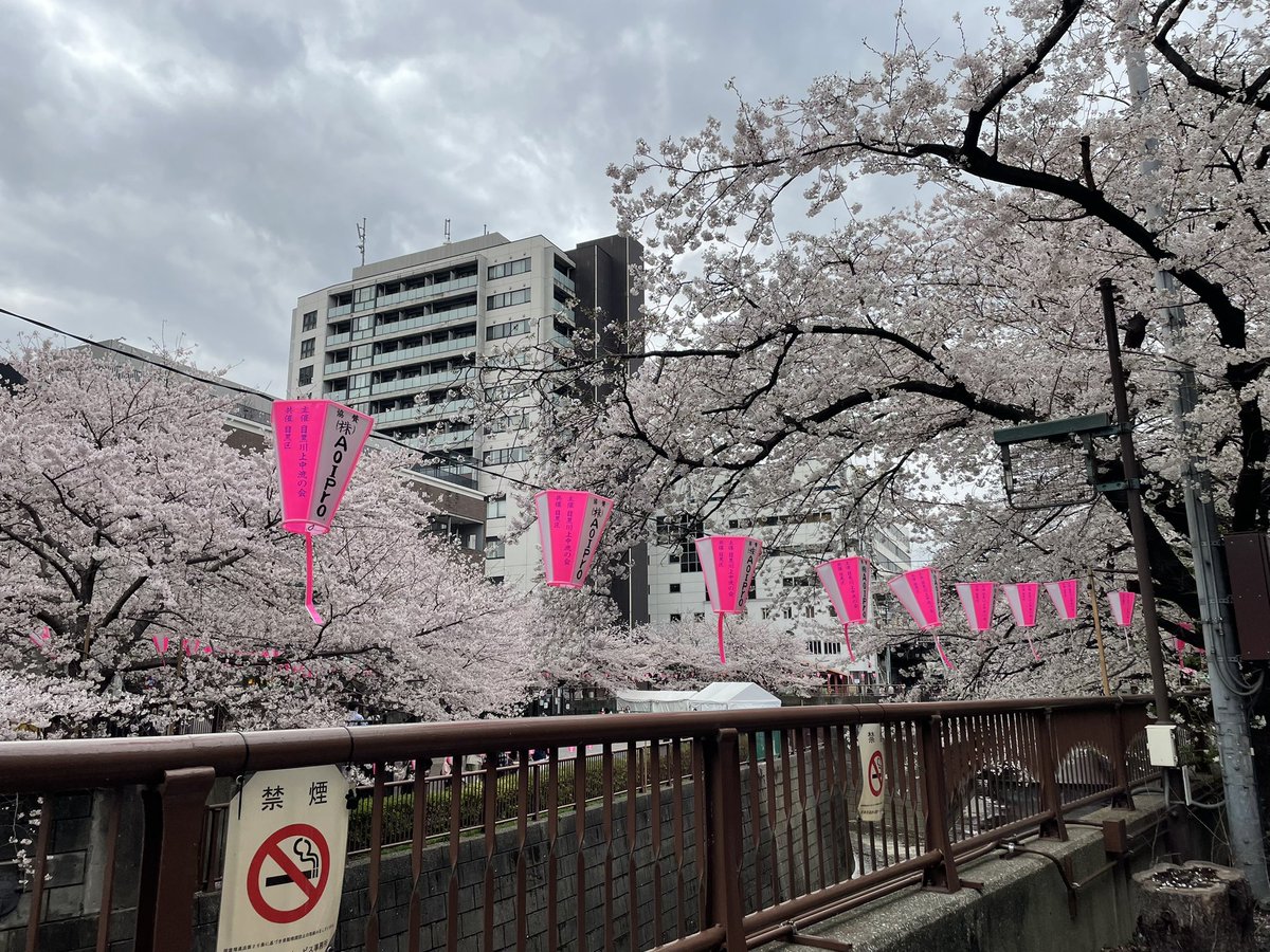 gapingthrowrer's tweet image. Pink trees in japan go brrr