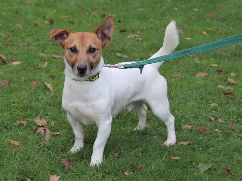 Animal Adoptions UK 🐕🦺🐈🐎❤️ tweet media