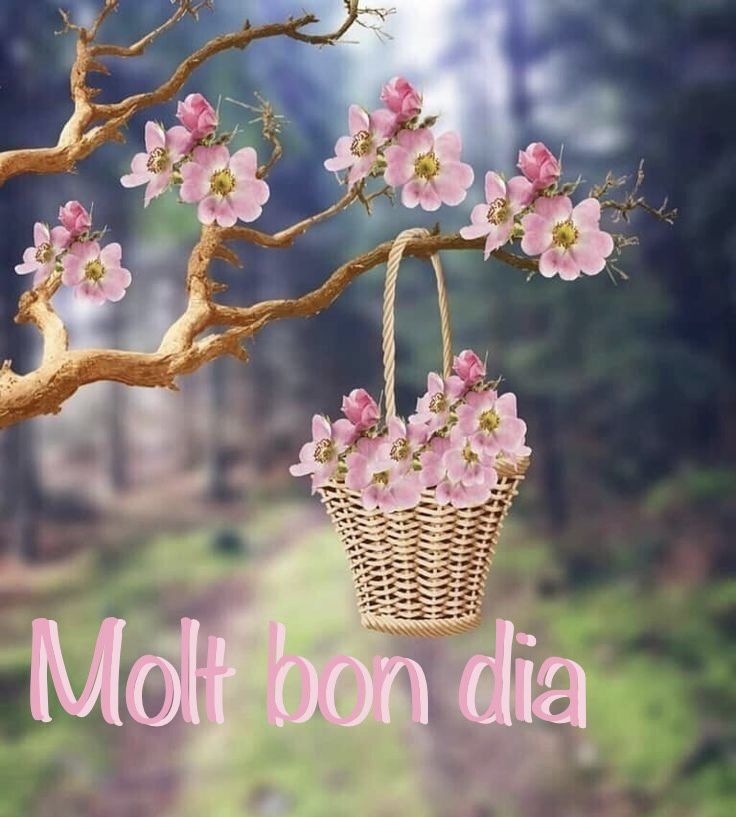 Marisam66's tweet photo. @kokemj FELIÇ dimarts amiga.😘🙅🏼‍♀️ https://t.co/hIg0z31XcS