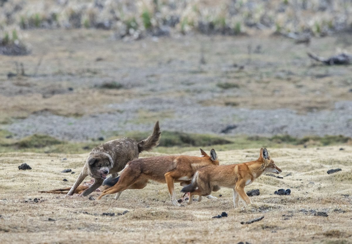 Rabies, transmitted by domestic dogs, is a major threat to people, livestock and Ethiopian wolves in Ethiopia.

#EWCP organised a #OneHealth workshop in Goba, bringing together key partners to the Bale Mountains. 

Read all about it:
➡️ethiopianwolf.org/news/towards-e…

📸Daniel Rosengren