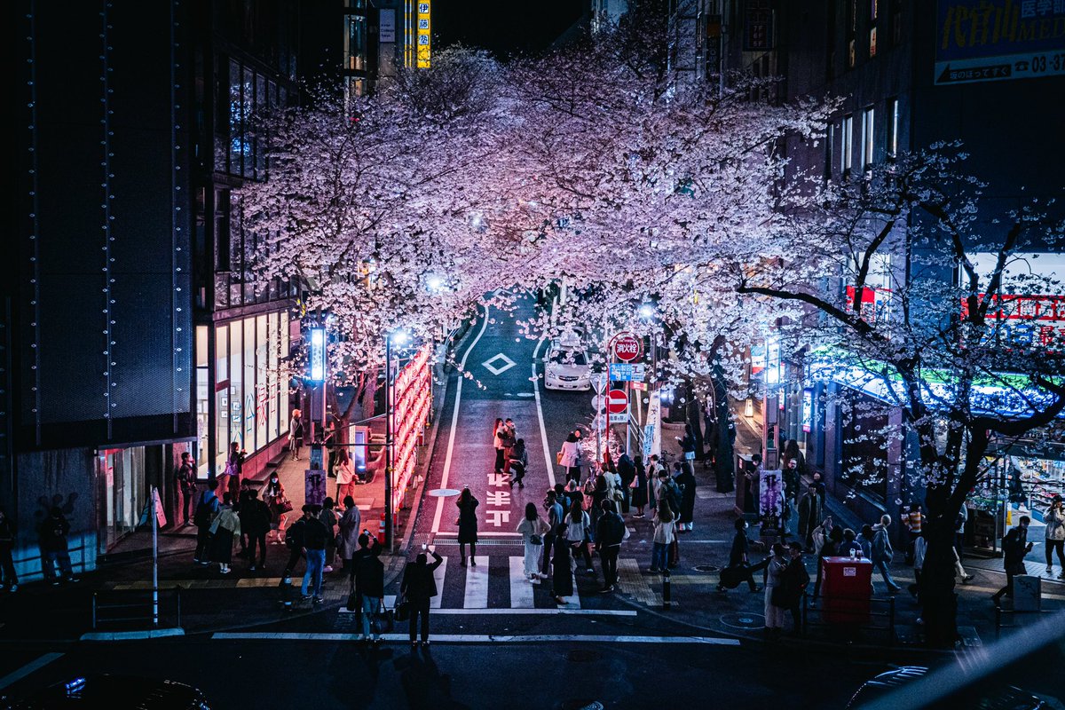 YTphotography1's tweet photo. 東京の夜桜が美しい。 https://t.co/fMH0vQsCKW