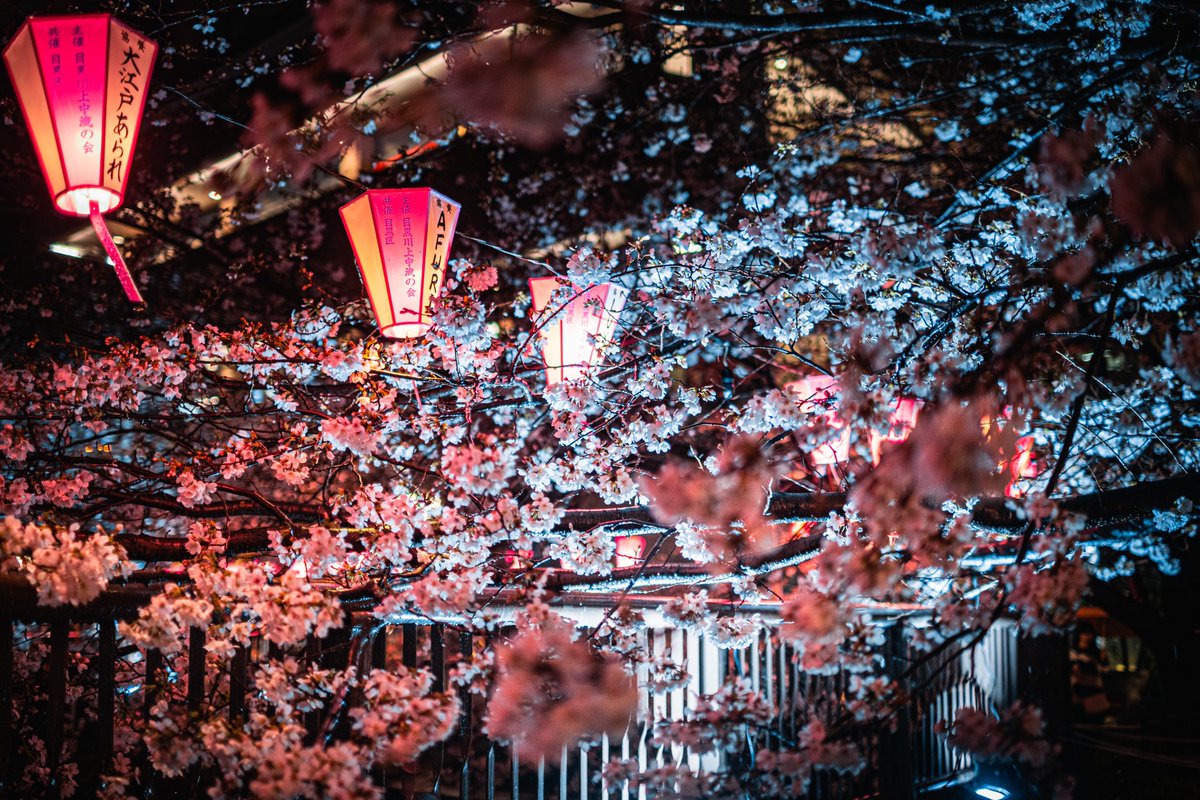 YTphotography1's tweet photo. 東京の夜桜が美しい。 https://t.co/fMH0vQsCKW