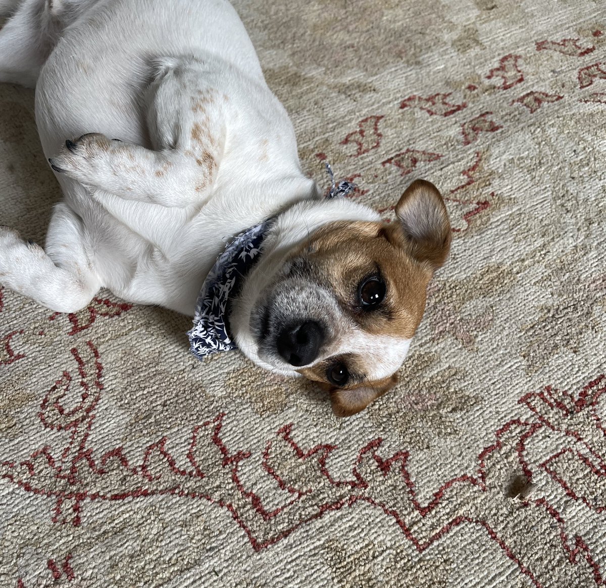 A visual doggy dictionary
Guilt (noun): a feigned emotion intended avoid the consequences of chewing things
#dogs