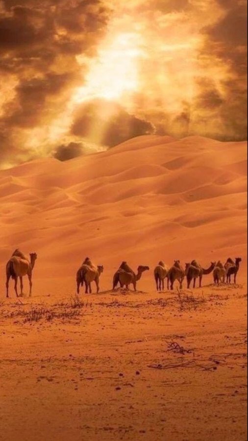 qawafi_142's tweet photo. ياضيوف الارض ماانتم عليها خالدين
استغلو كل ما طآب من قول ' وعمل
ْ
مامع التقصير توفيق في دنيا " ودين
فالتهاون عيشة الضنك والحزن الممل
ْ
من عسف نفسه فمرضاة رب العالمين
ما غبط راع التجاره ولا شيخ الشمل
ْ
جعلنا ما ناقف الا مع  اصحاب اليمين
في نهآر تعرض اعمالنا مثل الزمل"
ْ
متعب مرزوق https://t.co/bc9y6v1JdY