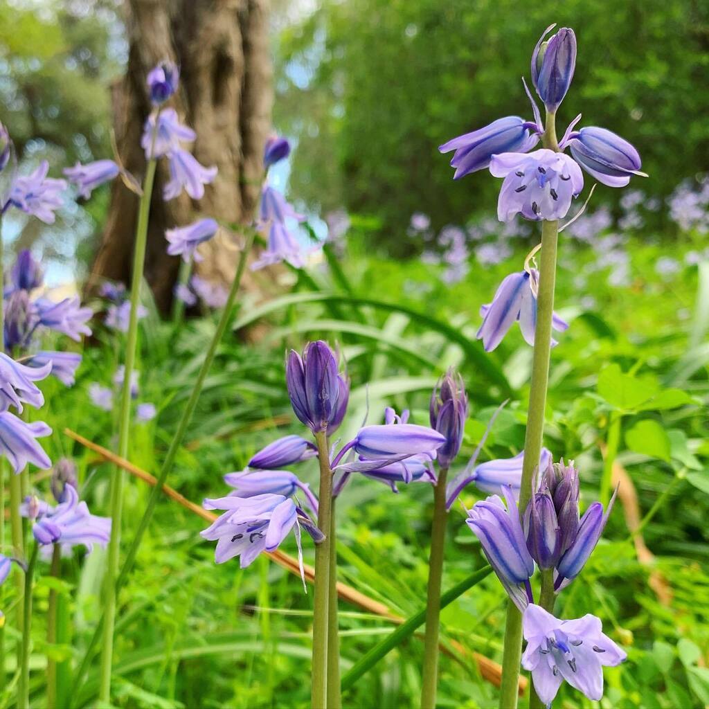 The bluebells are out! . . #alamedagardens #botanicalgardens #bluebells #spring #springflowers #gibraltar #flowersofinstagram #🌷 instagr.am/p/CqU9HWfq-Cu/