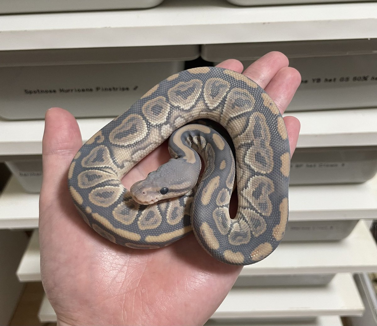 δ7Ballpython tweet media