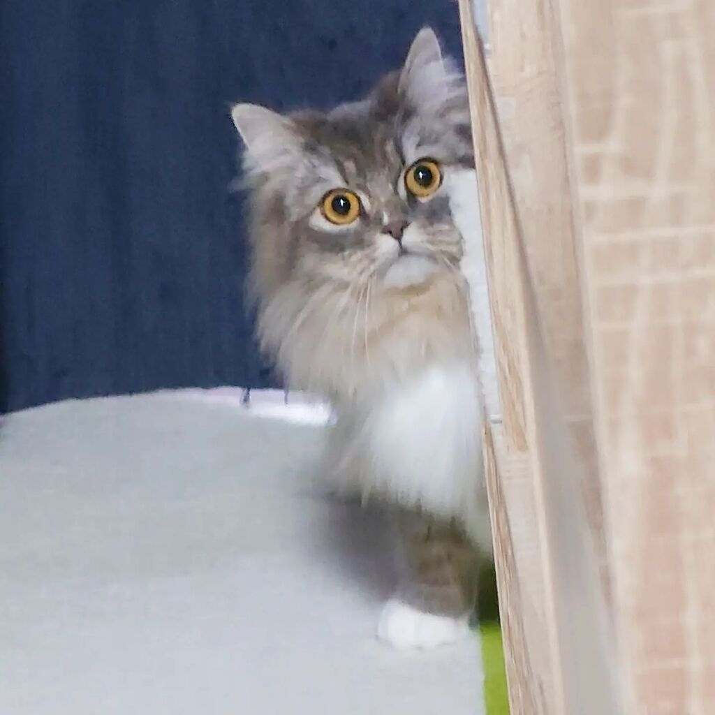 cat_rosmo's tweet photo. アニメみたいな驚き方して
#ロスモ #rosmo #ねこ #猫 #cat #ねこ写真 #猫写真 #catpic #ねこすたぐらむ #catstagram #catphoto #びっくり #surprise #ノルウェージャンフォレストキャット #norwegianforestcat https://t.co/XKnZzkHHAS https://t.co/42kJ6LOSZX