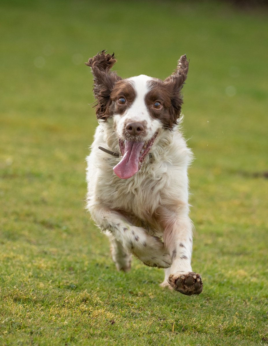 KPTacOps's tweet photo. Who said Kennel days have to be boring. One of our Proactive Drugs Dogs PD CLAY is clearly enjoying his stay, rain or shine!! #RunLikeNoOneIsWatching #Charge #ProactiveDog #PdClay https://t.co/oKfctCR9qj