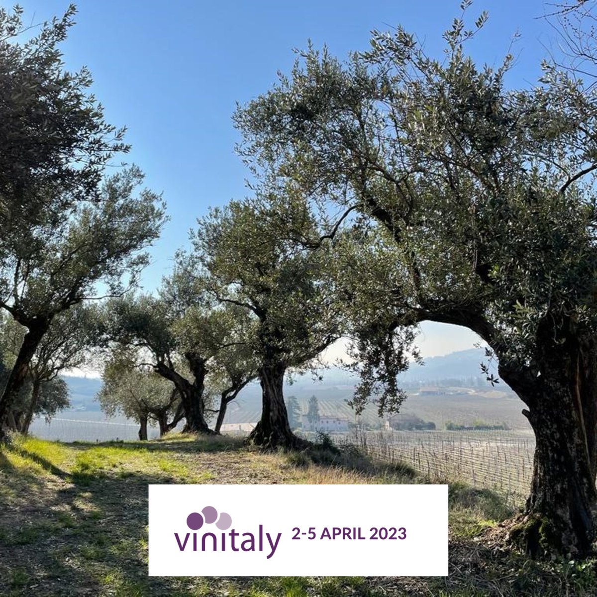 2023 will be our 28th #vinitaly and – for the first time – we will have our very own ‘home’ in Hall 10 Stand L3. From the well-worn path of recognisable regions and appellations to the roads much less frequently travelled, we’ve helped our clients find value and originality.
