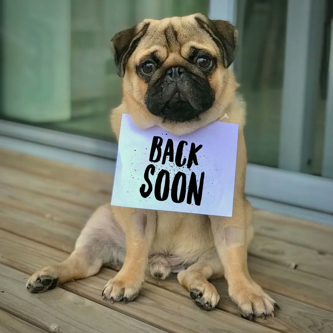 pug_social_ins's tweet image. Back soon friends!
I’m spending a couple of days recovering from surgery. I’m also hoping my page fixes some glitches where my video captions are vanishing.

#pugscorner #sleepypug #darklordpug #pugsworld #seniorpug #pugly #pugrescue #pugmodel #puggie #pugspugspugs #puglyfe