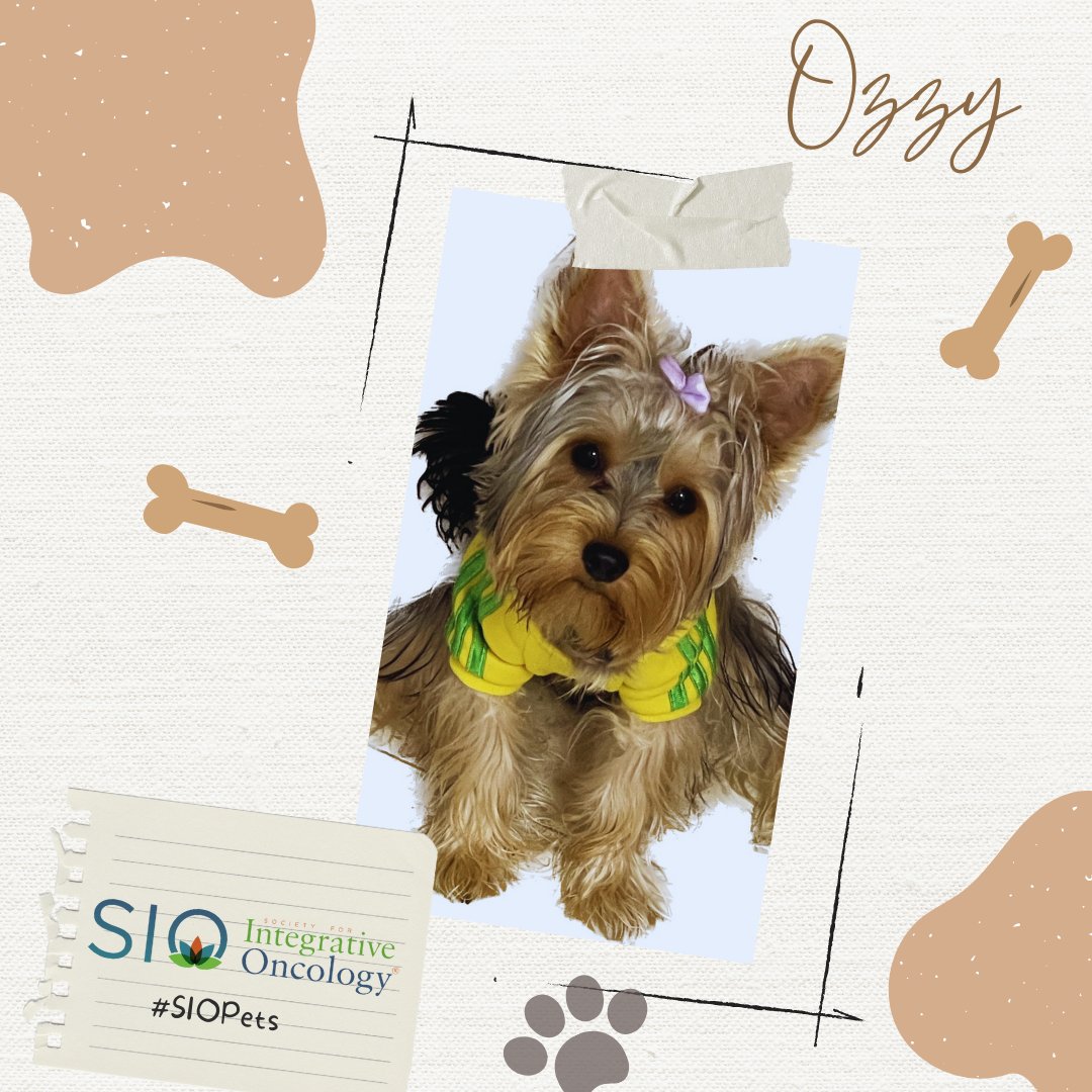 Integrativeonc's tweet photo. Meet Ozzy! His human, Dr. Stylianou, is part of SIO's Global Task Force & Communications Committee. She's also organizing the Cyprus Workshop in May to promote integrative oncology in Europe.
@constantinasty4
Learn more about the workshop here🔗https://t.co/wTU8gPexsk.
#SIOPets https://t.co/MS4YC2QJJh