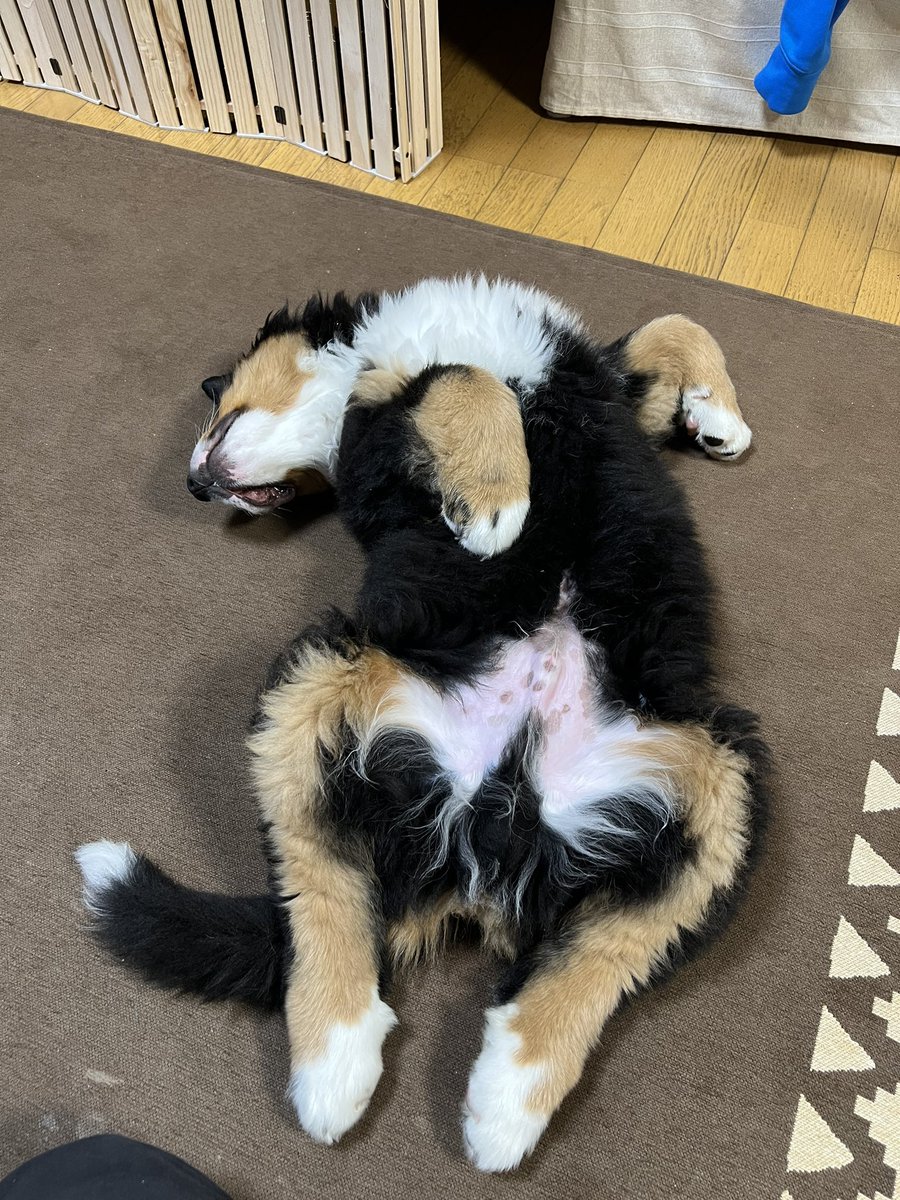 Haro_Bernese's tweet photo. 寝相が爆発的に可愛い

#バーニーズ
#バーニーズマウンテンドッグ
#寝相
#向きを変えてこれ
#口デローン https://t.co/TPwV2d1Nfj