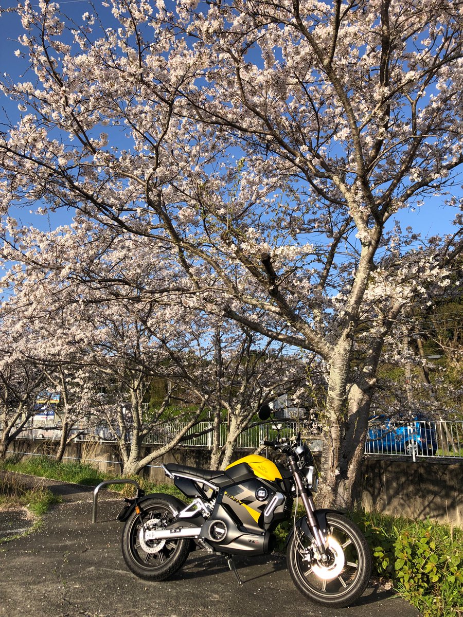 s8FV4DHiX5mmr6F's tweet image. 桜が咲いた！
#TCMAX