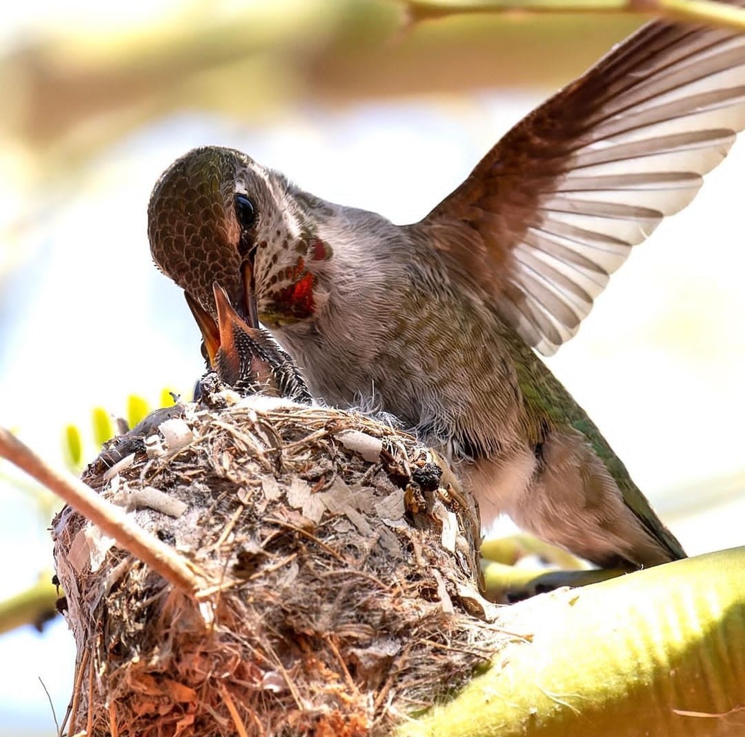 #hummingbird #hummingbird_spot #hummingbirdfeeders