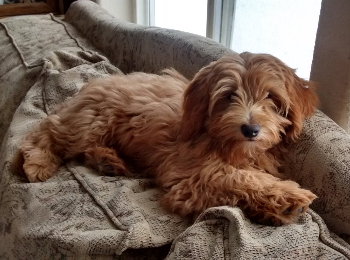decdebring's tweet photo. Looking for a reputable Goldendoodle breeder in Montana? Check out Deb's Doodles! Our website showcases our commitment to breeding happy and healthy multigenerational Goldendoodle puppies for loving homes. https://t.co/r6gLWCqw14
#ToyGoldendoodlesMontana #GoldendoodlesinMontana https://t.co/RdWdsbTKCl
