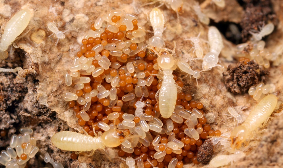 Pestsguide_com's tweet photo. Termite Eggs:What Do Termite Eggs Look Like? https://t.co/G12jBJ4JkU
#termite #termitebarriers #pestsguidecom #pestcontrol #homeinspection #pest #termites #termitefumigation #pestfree #insects #insects_of_our_world https://t.co/iji0hzkO9h