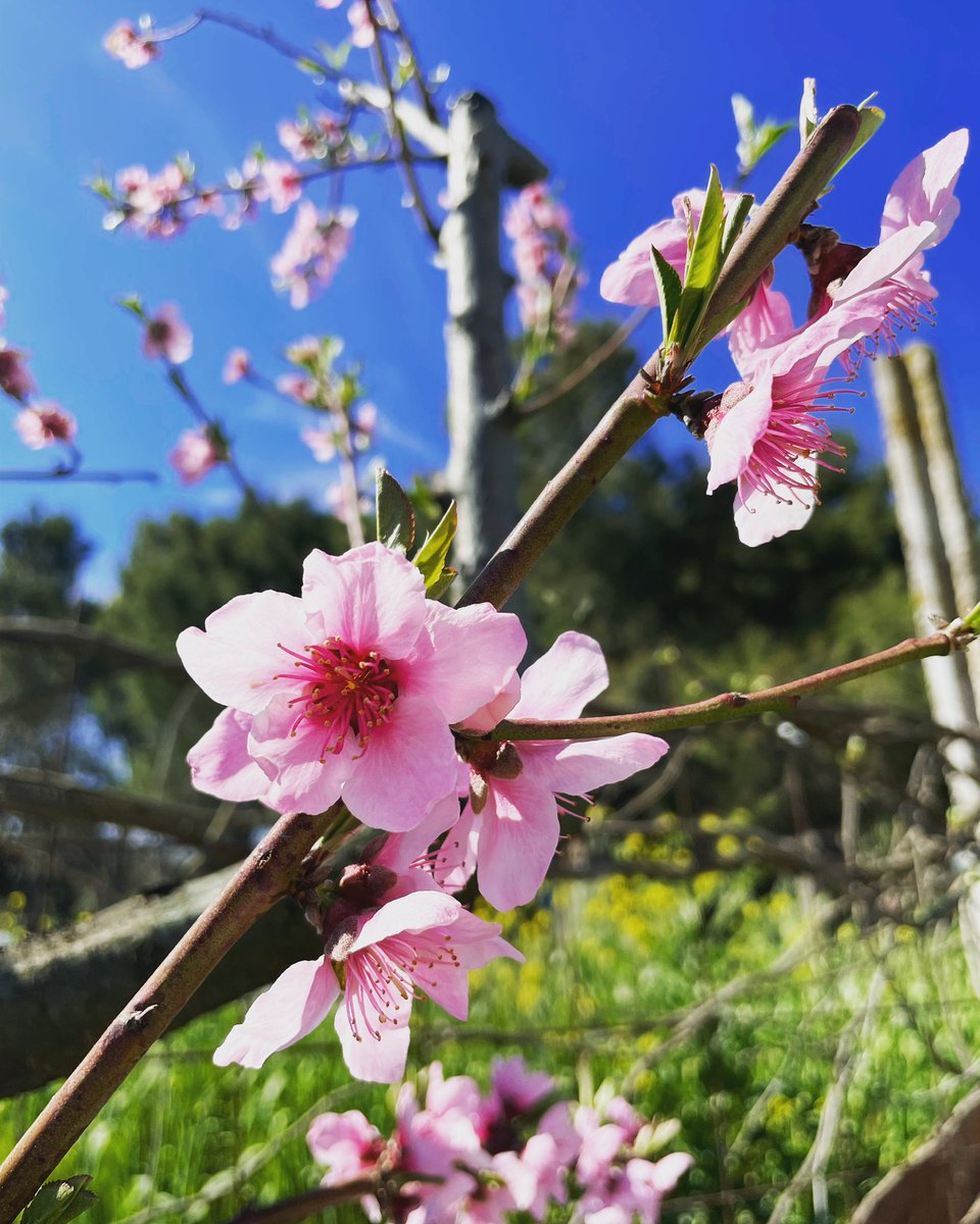 Once there was a thing called SPRING 🌸
#springtime #home #flowers #lovingnature #paganlife #nature