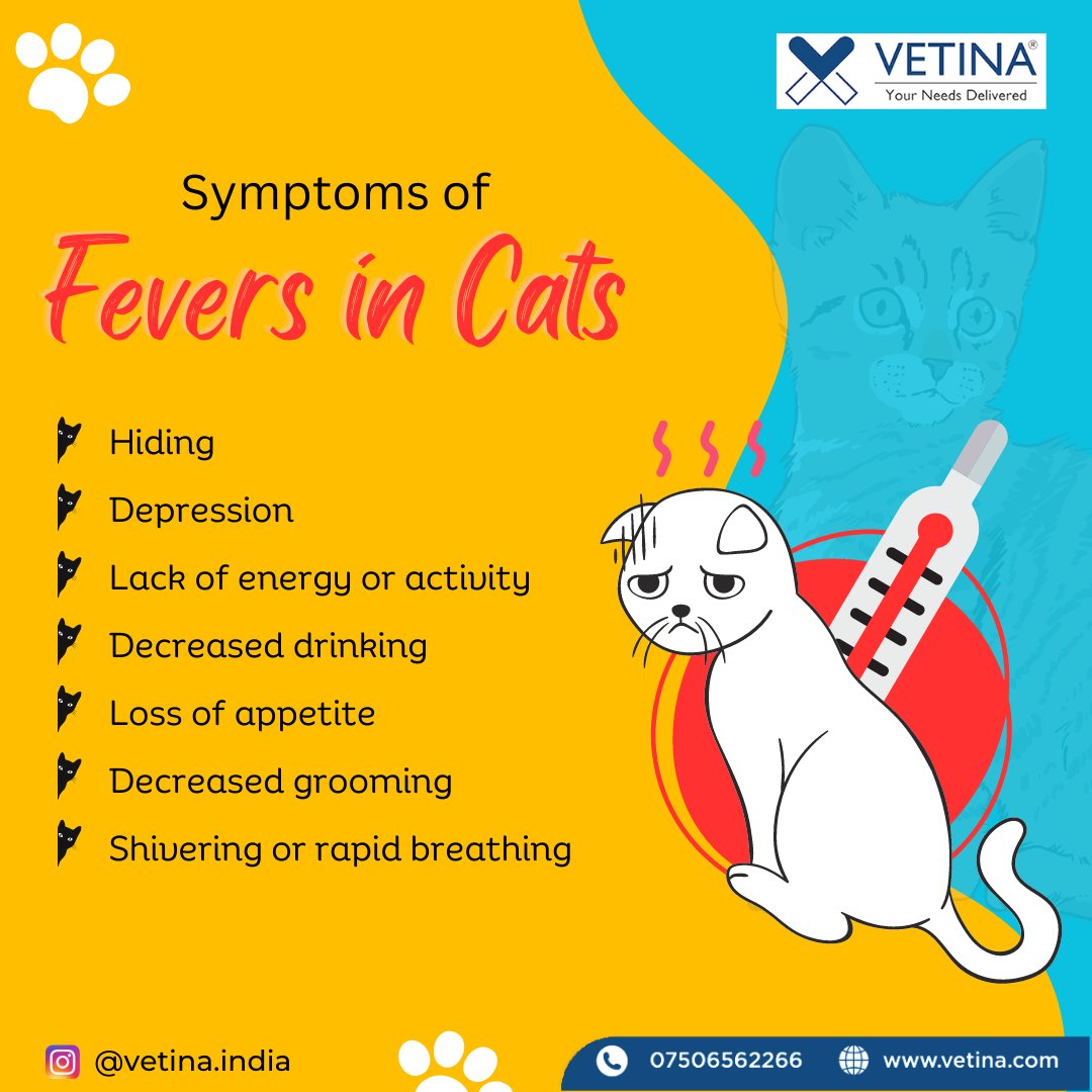VetinaHealthca1's tweet photo. Fever in cats can cause distress. Know the symptoms and consult a vet for proper care to ensure your feline friend's health.
#vetina #vetinaindia #Vetinahealthcare #catlovers #cats #cattalks #vetinacares #vets #veterinarian #veterinary #catcare #vets #chennai #bangalore #delhi https://t.co/TBGxIs9RLX