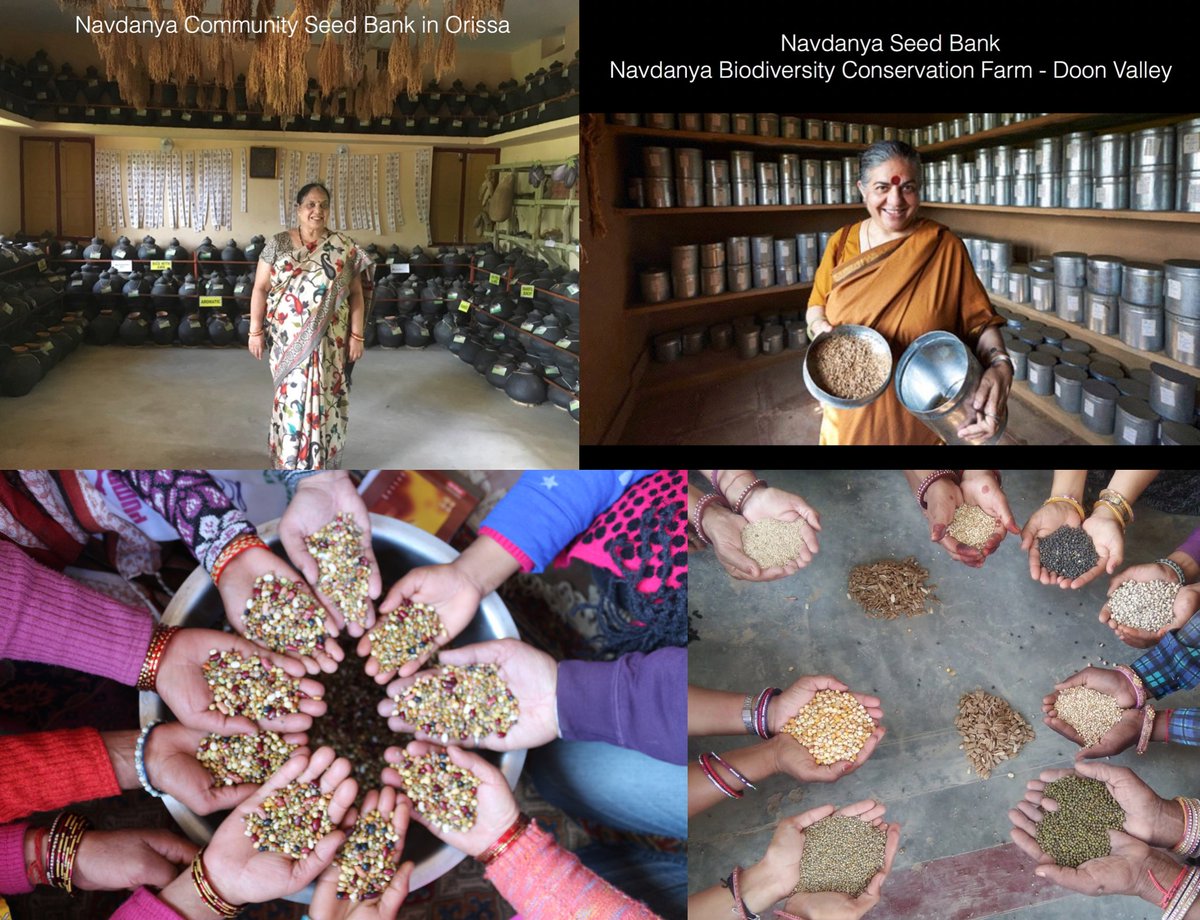 Seeds actually have this incredible power of spreading. There is so much beauty in one seed becoming a million seeds. This ability to generate and regenerate and multiply, that is the power of the feminine force of the universe, that’s shakti. @drvandanashiva @NavdanyaBija