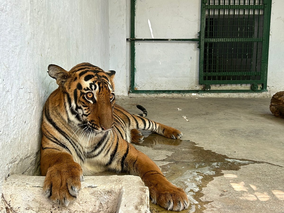 Two Royal Bengal Tigers at Kankaria Zoo now can be watched by visitors