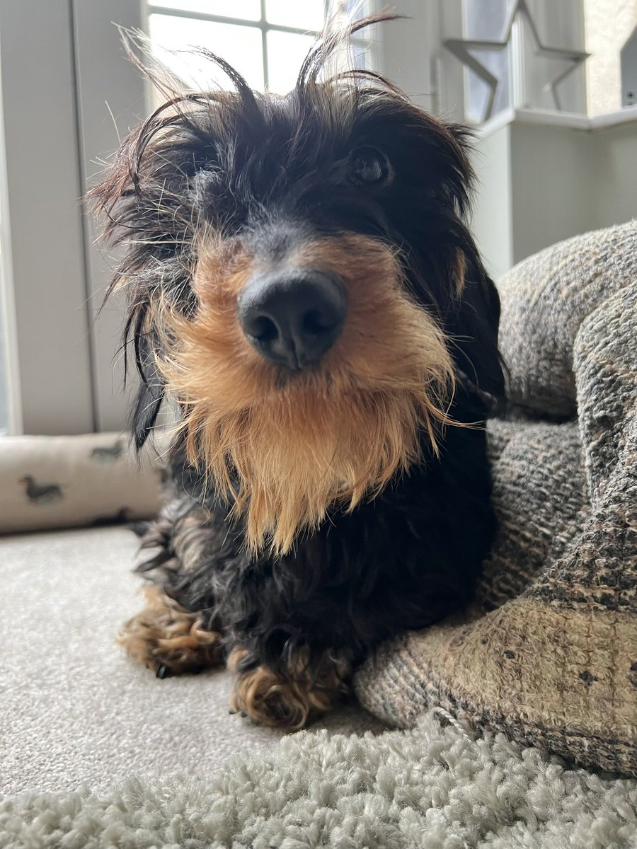 IsabellaDaxie's tweet photo. Mummy? Do you think I look cute? 🥰😍🥸😉 #thisface ❤️❤️❤️ https://t.co/I615lmpW7o