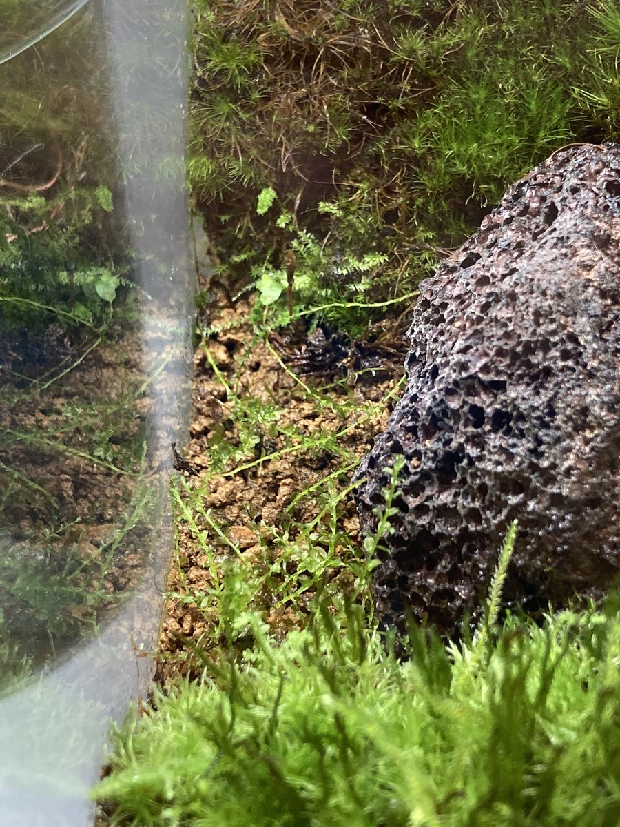復活したコツボゴケの一部をもう一方のコケリウム水槽へ移植🌱✨
繁茂してくれるかな🤔🌱
＃コケリウム
＃苔
