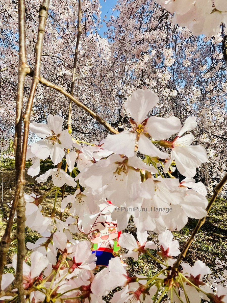 「メフたん連れてお花見枝垂れ桜を見に行きました。満開で綺麗でした 」|ぷるぷる☆はなげʅ( ՞ਊ՞)ʃ 高槻叢雲のイラスト