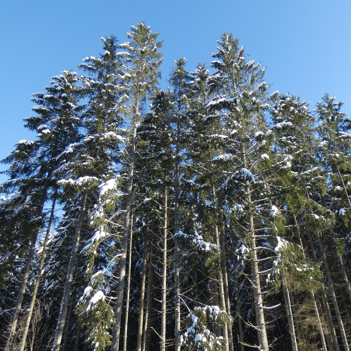 Zemkopibas_min's tweet photo. ‼️ 32 novados Latvijā no 1. aprīļa līdz 30. jūnijam izsludināta ārkārtējā situācija egļu 🌲🌲 
mežaudzēm ļoti bīstamā egļu astoņzobu mizgrauža 🪲ierobežošanai. https://t.co/p3UGLp2ab3 https://t.co/YnXp5JcryC