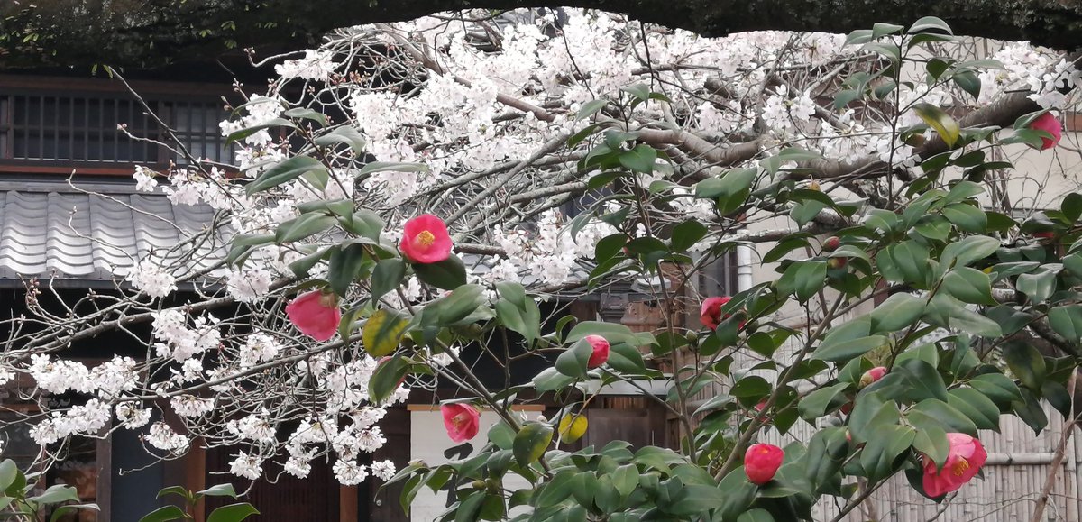 Premium_Kyoto's tweet photo. I visited to some of the places for cherry blossoms. Some were the places just for the local people, some were for the travellers. But every cherry blossoms were great. They made me so happy. I think the cherry blossoms in Kyoto are so special. https://t.co/XoJcV3aLn5