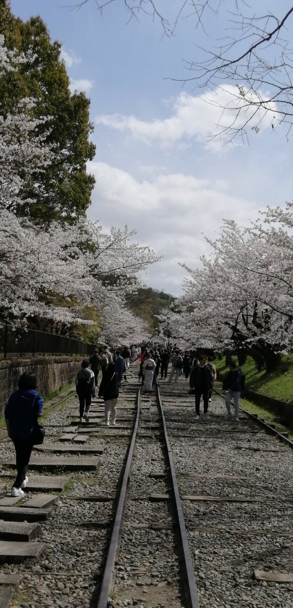 Premium_Kyoto's tweet photo. I visited to some of the places for cherry blossoms. Some were the places just for the local people, some were for the travellers. But every cherry blossoms were great. They made me so happy. I think the cherry blossoms in Kyoto are so special. https://t.co/XoJcV3aLn5
