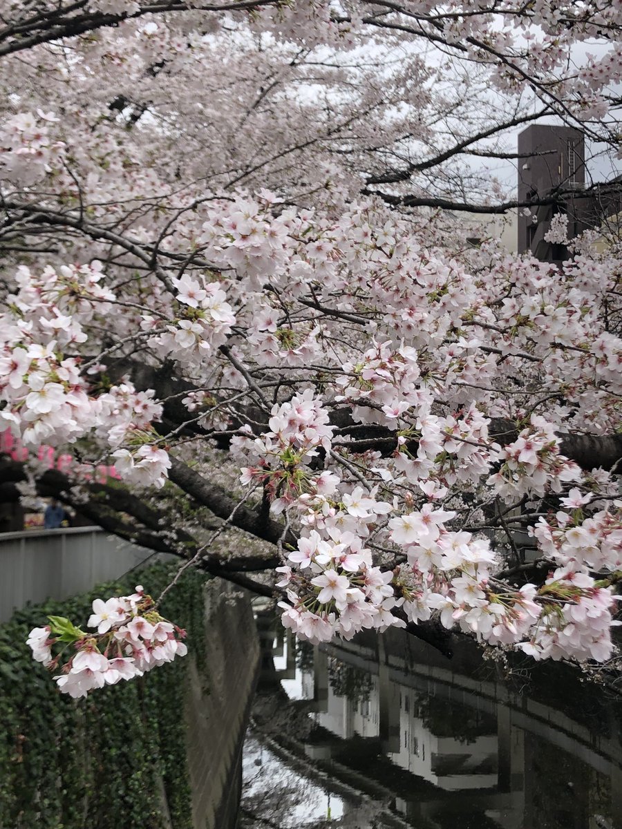 火曜日もお疲れ様でした。
弊社近くにある江戸川公園の桜も超見頃です。お花見のお客さんもたくさん。
今年は少し長く楽しめそう。
明日は青空と桜🌸見れるといいなぁ。
#企業公式がお疲れ様を言い合う
#企業公式相互フォロー