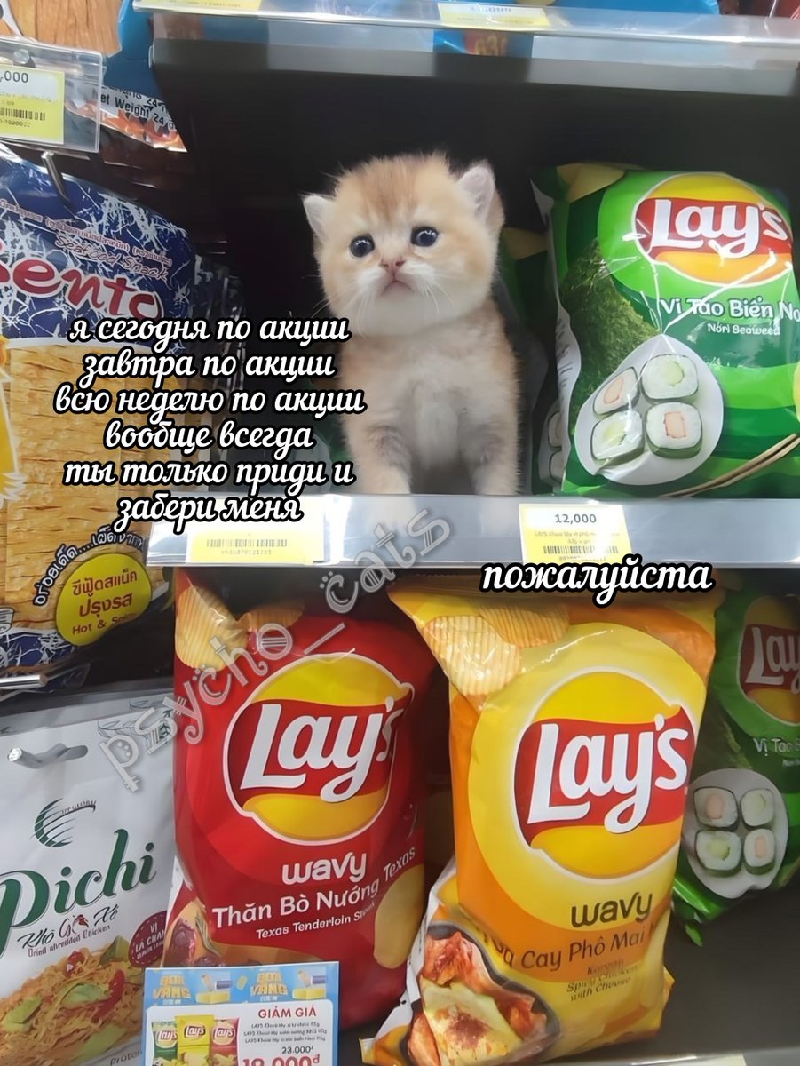 психокоты (@psycho__cats) on Twitter photo 