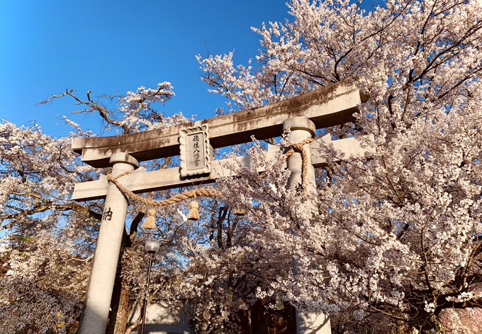 山口県指定天然記念物で、昨年国指定名勝にも指定された、徳佐八幡宮の桜お見事綺麗… #山口市  