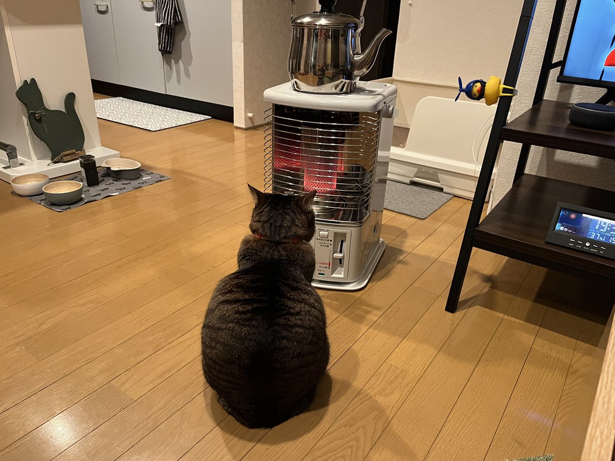 ベテランストー部員ほたて