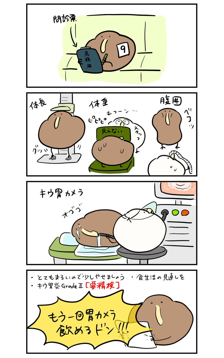 鳥類ドックを受けたキーウィ 