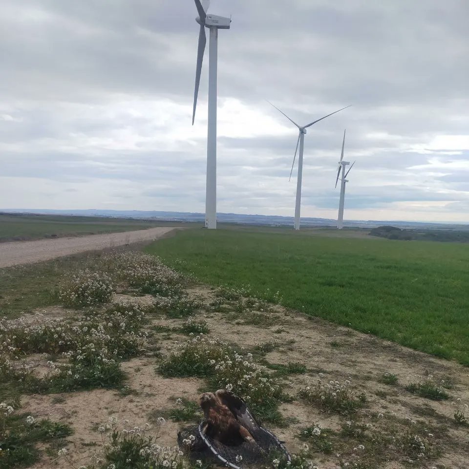 aaffaragon's tweet photo. Recogemos un ejemplar de águila real bajo un aerogenerador en #Almudévar (#Huesca).

A causa de la colisión, tenía un ala rota y una garra amputada. 
Con esas lesiones no hay ninguna posibilidad de recuperación.
#AgentesProtecciónNaturaleza
#biodiversidad . https://t.co/OY4QxguyO2