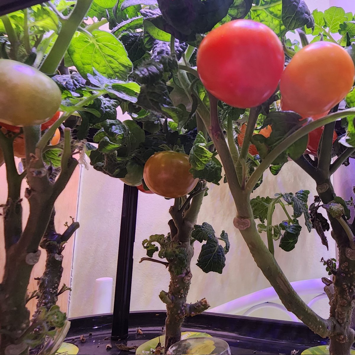 Christopher Frye 🆗️ tweet media