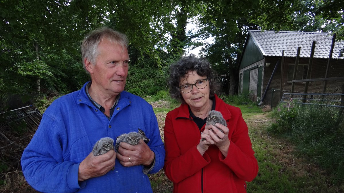 Op zaterdag 25 maart is het eerste ei van steenuilen gelegd in het werkgebied van Adrie Staals (uilenwerkgroep Hei Heg en Hoogeind, Leende). Het is een 'vroegertje' want gemiddeld genomen is dat pas in de tweede week van april. <a href="/VroegeVogels/">Vroege Vogels</a> @Brab_Landschap